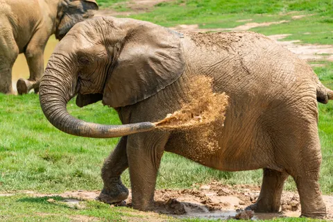 والپیپر فیل با کیفیت 4K · animals · 3840×2563