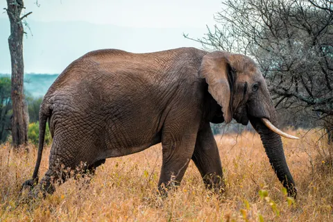 Olifant 4K-achtergrond · animals · 3840×2560