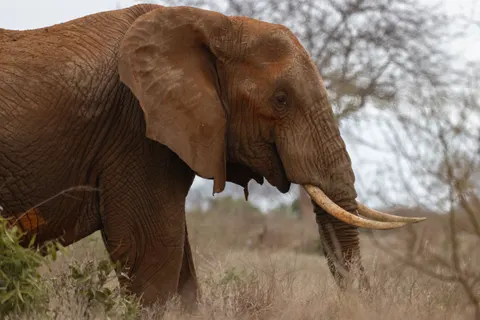 Elephant 4K Wallpaper · animals · 3840×2560