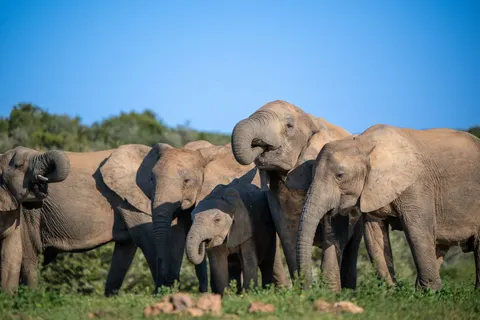 Elephant 4K Wallpaper · animals · 3840×2560