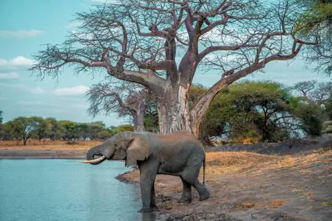 Elephant 4K Wallpaper · animals · 3840×2560