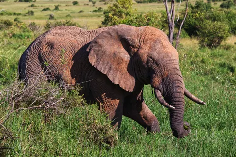 والپیپر فیل با کیفیت 4K · animals · 3840×2560