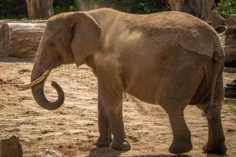 Elephant 4K Wallpaper · animals · 3840×2560