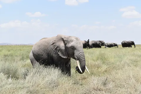 Elephant 4K Wallpaper · animals · 3840×2560