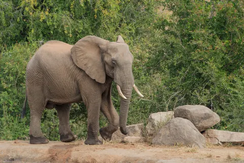 Elephant 4K Wallpaper · animals · 3840×2560