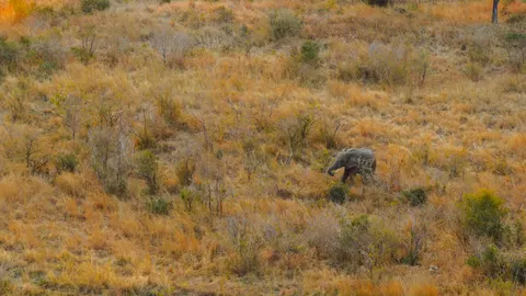 Elephant 4K Wallpaper · animals · 3840×2158