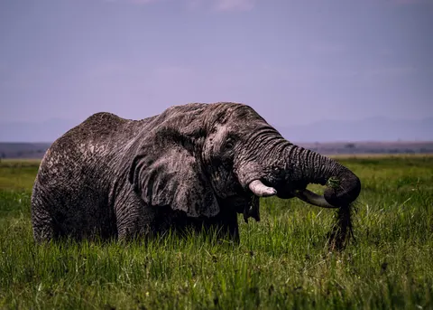 Elephant 4K Wallpaper · animals · 3840×2743