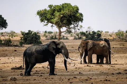 Elefant 4K Hintergrundbild · animals · 3840×2561
