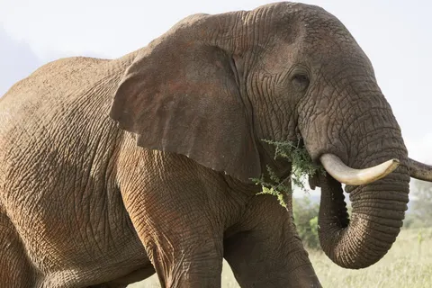 Wallpaper Gajah 4K · animals · 3840×2560