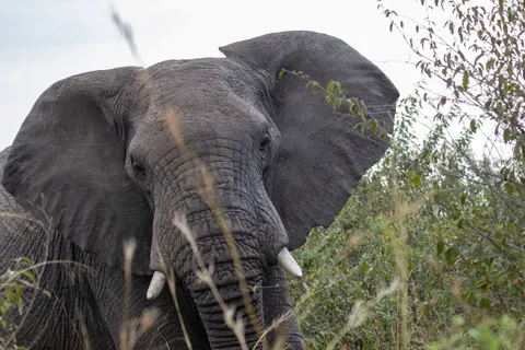 Elephant 4K Wallpaper · animals · 3840×2560