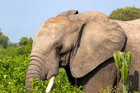 हाथी 4K वॉलपेपर · animals · 3840×2560