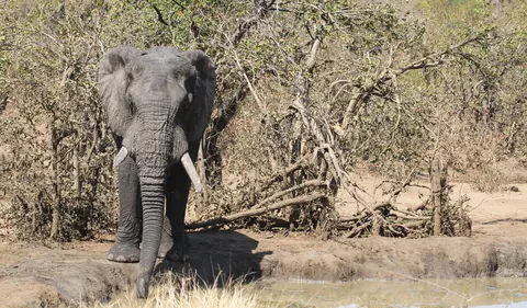 हाथी 4K वॉलपेपर · animals · 3840×2246