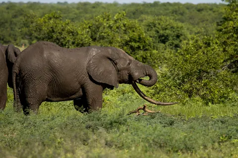 हाथी 4K वॉलपेपर · animals · 3840×2560