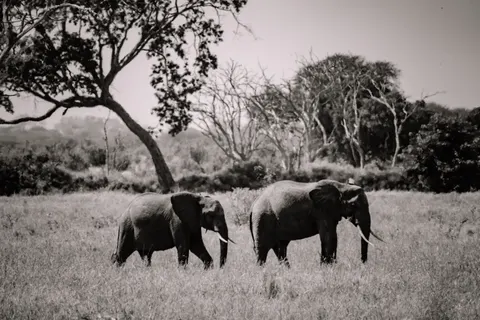 Elephant 4K Wallpaper · animals · 3840×2561