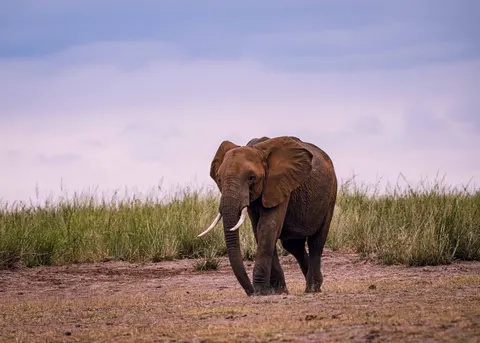 Elephant 4K Wallpaper · animals · 3840×2743