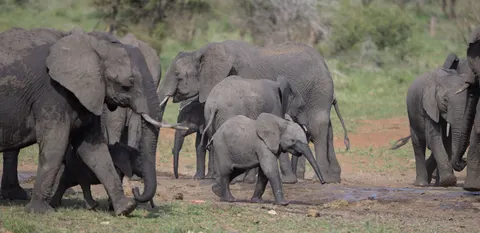 Sfondo Elefante 4K · animals · 3840×1862