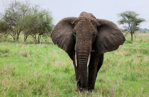 Olifant 4K-achtergrond · animals · 3840×2492