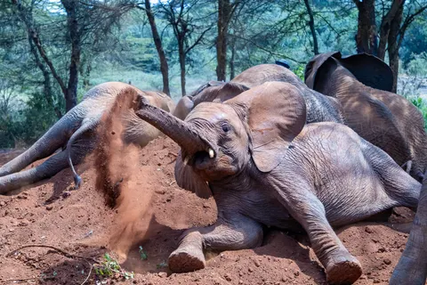 Wallpaper Gajah 4K · animals · 3840×2560