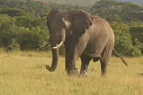 Fondo de pantalla Elefante 4K · animals · 3840×2560