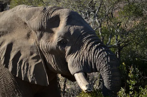 Elephant 4K Wallpaper · animals · 3840×2553