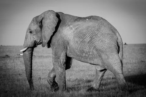 Elephant 4K Wallpaper · animals · 3840×2560