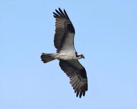 Fondo de pantalla Águila 4K · animals · 3840×3072