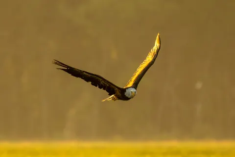 والپیپر عقاب با کیفیت 4K · animals · 3840×2561