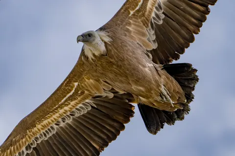 Hình nền Đại bàng 4K · animals · 3840×2560