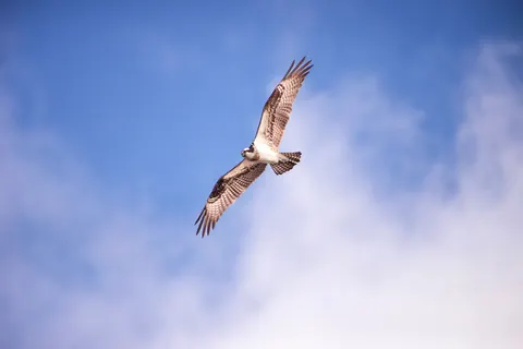 Eagle 4K Wallpaper · animals · 3840×2563