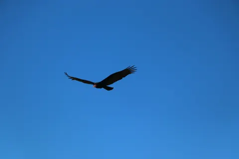 Adler 4K Hintergrundbild · animals · 3840×2560