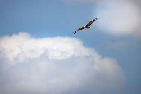 Eagle 4K Wallpaper · animals · 3840×2561