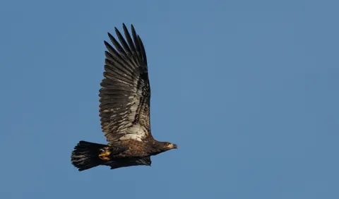 Fondo de pantalla Águila 4K · animals · 3840×2253