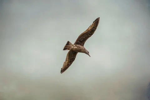 Eagle 4K Wallpaper · animals · 3840×2560