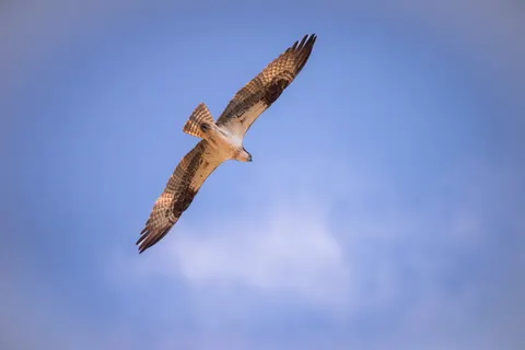 والپیپر عقاب با کیفیت 4K · animals · 3840×2564