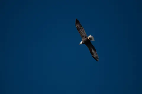 Eagle 4K Wallpaper · animals · 3840×2555