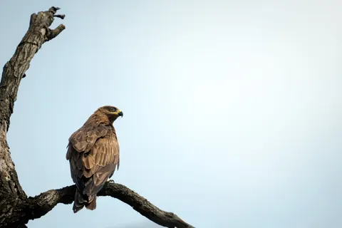 Adler 4K Hintergrundbild · animals · 3840×2560