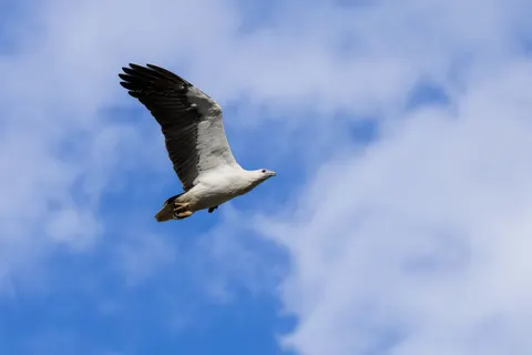 चील 4K वॉलपेपर · animals · 3840×2560
