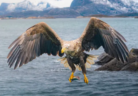 चील 4K वॉलपेपर · animals · 3840×2664