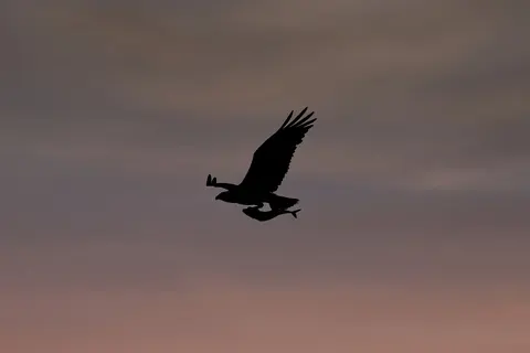 Adelaar 4K-achtergrond · animals · 3840×2560
