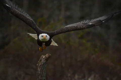 Hình nền Đại bàng 4K · animals · 3840×2560