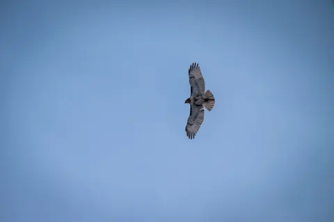 والپیپر عقاب با کیفیت 4K · animals · 3840×2560