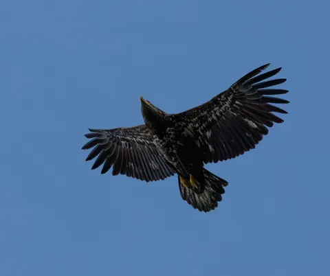 Eagle 4K Wallpaper · animals · 3840×3219