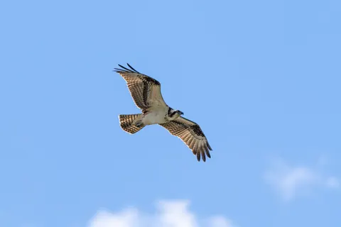 Eagle 4K Wallpaper · animals · 3840×2560
