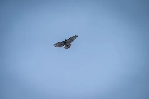 Eagle 4K Wallpaper · animals · 3840×2560