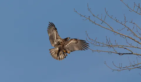 Kartal 4K Duvar Kağıdı · animals · 3840×2240