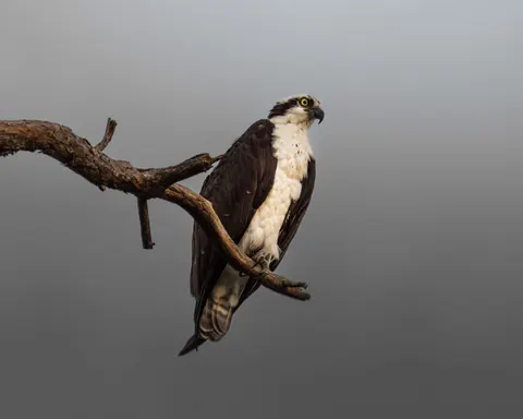 Hình nền Đại bàng 4K · animals · 3840×3072