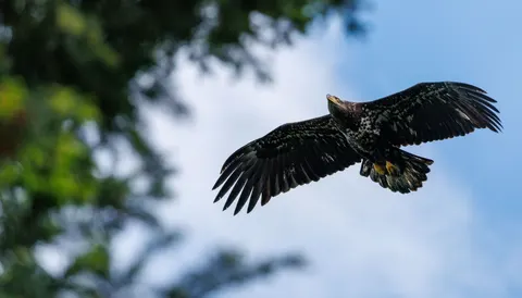 Eagle 4K Wallpaper · animals · 3840×2190
