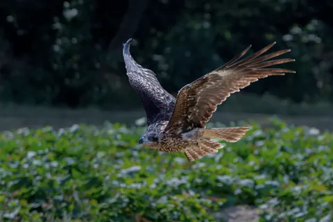 Sfondo Aquila 4K · animals · 3840×2560