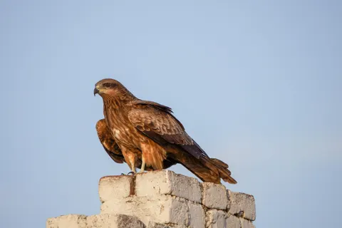 चील 4K वॉलपेपर · animals · 3840×2560