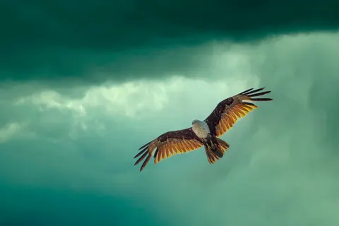 Wallpaper Elang 4K · animals · 3840×2560